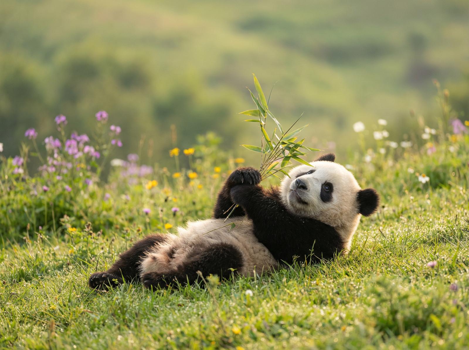 在线看片熊猫视频