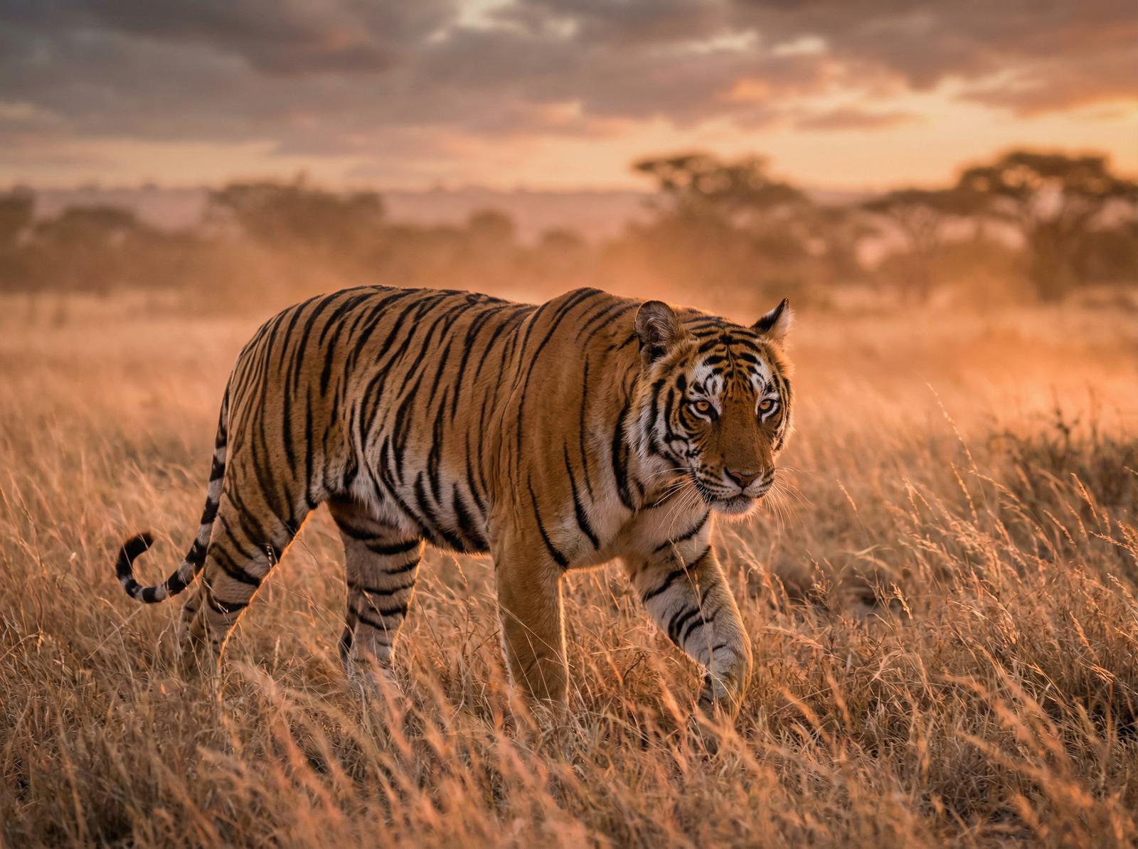 在线看片老虎写真视频